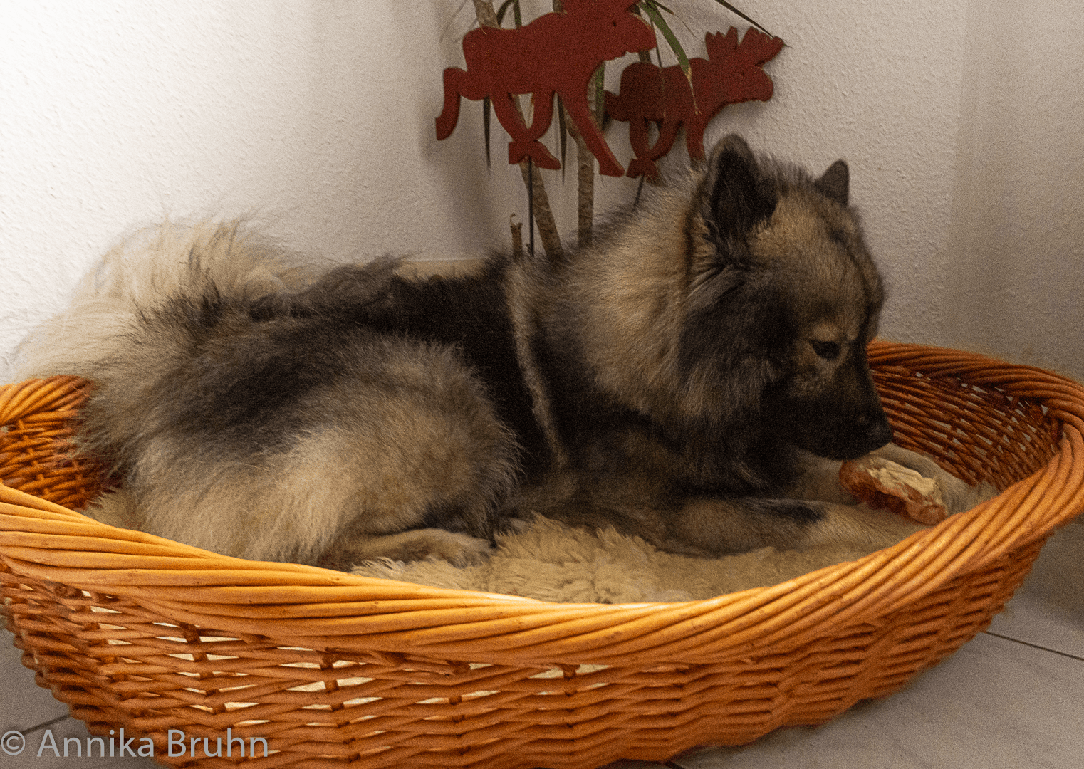 Geburtstags Hund